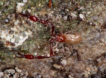 Media type: image;   Invertebrate Zoology 21577